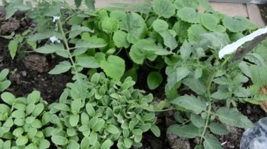 Serada salatalık, domates ve balkabağı tohumları. Genç yeşil bitkiler. Sera büyüme koşulları. İlkbaharda tarım işi. Sulama fidanları.