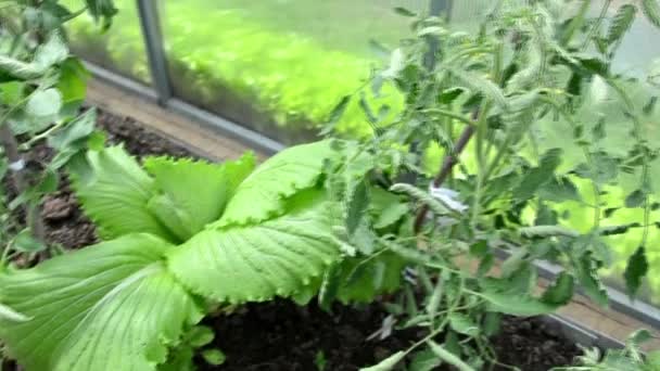 Lettuce bushes close-up. Tomatoes in a garden bed among green bushes. Young green plants. Growing conditions. Agricultural work in the spring. — Stock Video