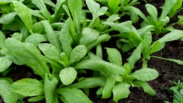 Plantor blommor i ett växthus närbild. Unga gröna växter och skott. Vattnar plantor. Växthusgrönsaker. Jordbruksarbete under våren. — Stockvideo