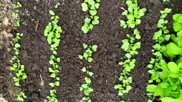 Mudas em um close-up de estufa. Plantas jovens e brotos de beterraba. Legumes de estufa. Trabalho agrícola na primavera. Sementes de rega. — Vídeo de Stock