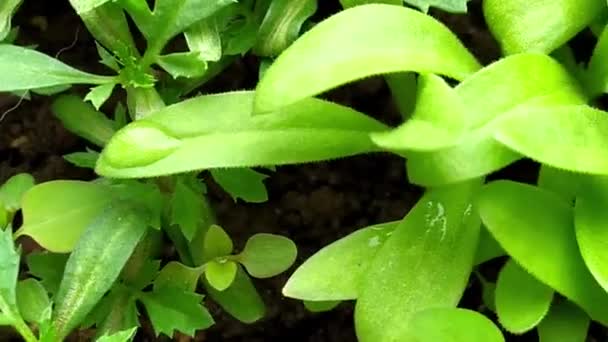 Σπινθήρες σε κοντινό θερμοκήπιο. Νεαρά πράσινα φυτά. Συνθήκες καλλιέργειας του θερμοκηπίου. Αγροτικές εργασίες την άνοιξη. Σπορόφυτα ποτίσματος. — Αρχείο Βίντεο