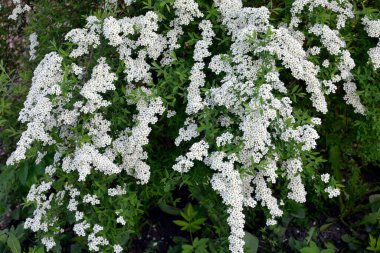 Yazın çiçek açan süslü çalılar. Çalılar beyaz çiçeklerle çiçek açar. Bahçe için güzel çiçekler..