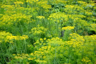 Dill. Çiçek açan dereotlu alan. Çiçekleri doldur..