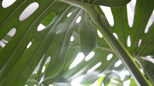 Gros plan feuille sculptée dans une serre. Une grande feuille verte d'une plante d'intérieur. Arbustes ornementaux persistants. — Video