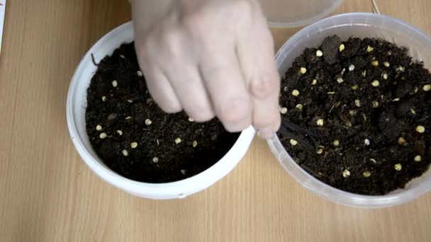 Een vrouw zaait zaden van paprika 's en tomaten in de grond. Containers met vruchtbare grond voor het planten van zaailingen. Zaden zaaien in het vroege voorjaar. Landbouwwerkzaamheden in de tuin. — Stockvideo