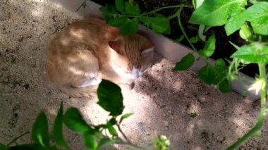 Bir kızıl kedi domates çalılarının altındaki bir serada yatıyor. Genç bir kedi bir yaz günü bitkilerin gölgesinde saklanır. Yukarıdan görüntüle.