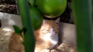 Kızıl bir kedi domates çalılarının altındaki bir serada uyur. Genç bir kedi yavrusu sıcak bir yaz gününde bitkilerin gölgesinde saklanır. Uyuyan kedi. Kırsalda güneşli bir yaz.