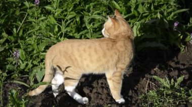 Kızıl bir kedi bahçe yatağında yürüyor. Kırsalda güneşli bir yaz. Güneşe bakan kedi..