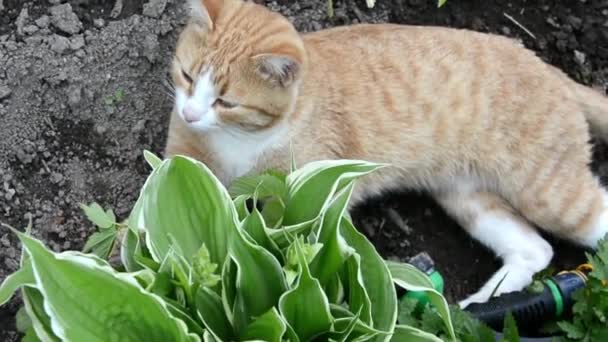 Een roodharige kat ligt in een tuinbed. Zonnige zomer op het platteland. De kat loopt in de zon. — Stockvideo