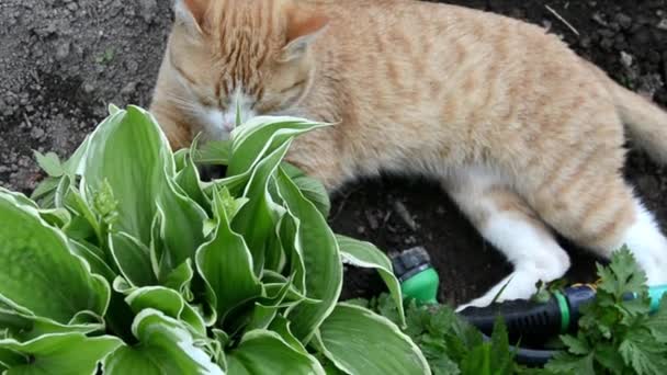 Eine Ingwerkatze liegt in einem Gartenbeet unter einem Hosta-Strauch in einem Gemüsegarten. Sonniger Sommer auf dem Land. — Stockvideo