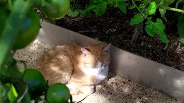 A ginger cat is resting in a greenhouse under tomato bushes. A young kitten hides in the shade of plants on a hot summer day. Sleeping cat close-up in a sunny summer at the dacha. — Video Stock