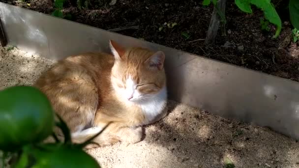 A ginger cat lies in a greenhouse under tomato bushes. A young kitten hides from the sun in hot weather. — 비디오
