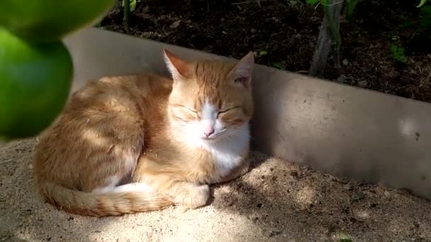 A ginger cat lies in a greenhouse under tomato bushes. A young kitten hides in the shade of plants on a summer day. — Αρχείο Βίντεο