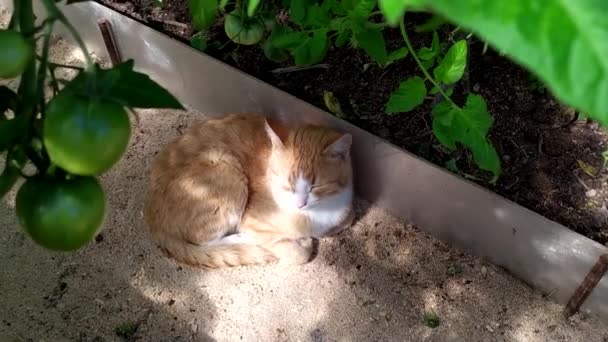 Ginger Cat Sleeps Greenhouse Tomato Bushes Young Kitten Hides Shade — Stock Video