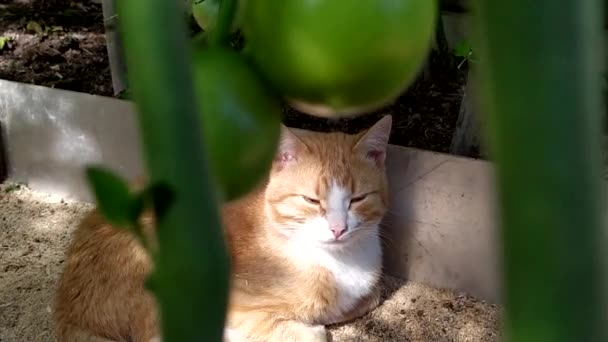 Um gato de gengibre dorme em uma estufa sob arbustos de tomate. Um gatinho jovem se esconde à sombra das plantas em um dia quente de verão. Gato adormecido. Verão ensolarado no campo. — Vídeo de Stock
