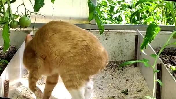 Gato de jengibre en un invernadero. Un gatito joven se esconde a la sombra de las plantas en un caluroso día de verano. Verano soleado en el campo. — Vídeos de Stock