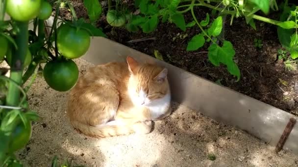 Gato de jengibre en un invernadero. Un gatito joven yace bajo los arbustos de tomate en un clima caluroso y soleado en verano.. — Vídeos de Stock