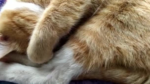 Ginger Cute Kitten Sleeping Covering His Nose His Paw Pink — Stockvideo