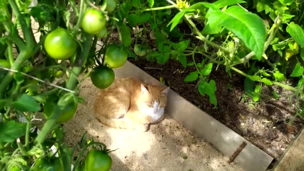 Η γάτα της Ρίγας ζεσταίνεται στο θερμοκήπιο. Ένα νεαρό γατάκι βρίσκεται κάτω από τους θάμνους ντομάτας σε ζεστό, ηλιόλουστο καλοκαιρινό καιρό. — Αρχείο Βίντεο
