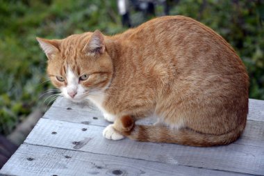 Kızıl bir tekir kedi evin verandasında oturuyor. Yavru kedi dışarıda yürüyor..