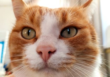 Zencefilli kedi çok kızgın. Tekir kedi yavrusu kulaklarını geri koydu..