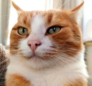 Kızıl kedi sinirlendi. Tekir kedi yavrusu kulaklarını geri koydu..