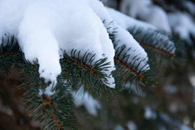 Dallar karda alacalıktı. Parkta karla kaplı ağaçlar. Karla dolu ladin dalları. Ormanda kış güneşli bir gün.