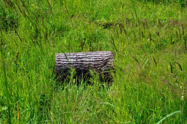 Çimlerin üzerinde yatan yalnız kütük. Ormanların yok edilmesi. Doğanın Korunması.