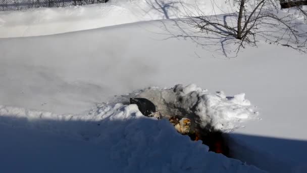 Säker förbränning av hushållsavfall i snön. Soporna bränns i en djup snödriva. Vinterrengöring av soprester och bortskaffande genom förbränning. — Stockvideo