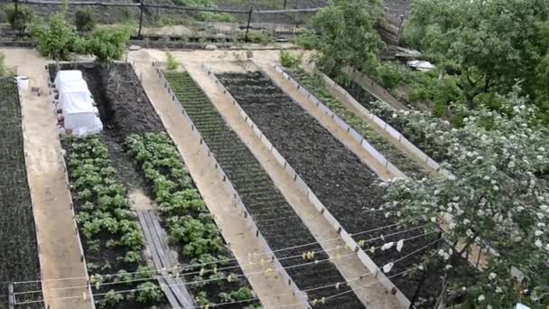 Lits de jardin près de la maison. Lisser les lits avec des légumes et des arbustes poussent dans le pays en été et au printemps. Serres vue de dessus. Les sillons entre les crêtes sont couverts de sciure de bois. — Video