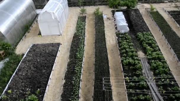 Glatte lange Beete mit Gemüse, Beeren und Sträuchern auf dem Land im Sommer und Frühjahr. Gewächshäuser von oben. Gartenbeete neben dem Haus. Die Furchen zwischen den Beeten sind mit Sägemehl bedeckt. — Stockvideo