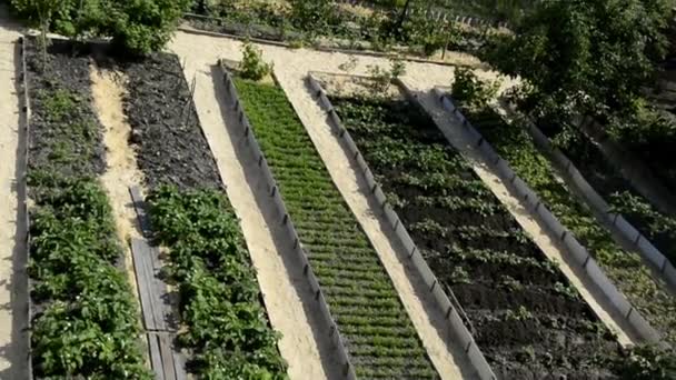 Serre vista dall'alto. Letti da giardino vicino alla casa. Lunghi letti lisci con verdure, bacche e arbusti nel paese in estate e primavera. I solchi tra le creste sono ricoperti di segatura. — Video Stock