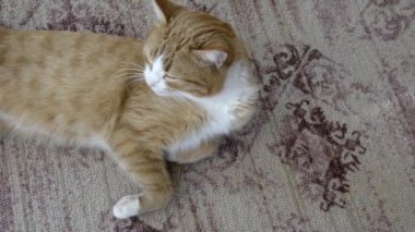 Zencefilli tekir kedicik evdeki halıya uzanmış uyuyor. Evcil hayvan halının üzerinde dinleniyor. Kızıl bir kedinin portresi..