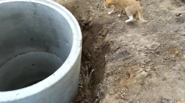 Evin yakınındaki kanalizasyon için beton halkalar döşenmiş. Kanalizasyon inşaatı için çalışıyor. Arazi iyileştirmesi.