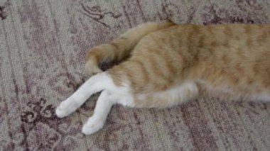 Uyuyan kedi manzarası. Evcil hayvan halının üzerinde dinleniyor. Kedi uzanıyor ve gözlerini kısıyor. Zencefilli tekir kedi evde halıda uyuyor..