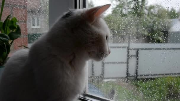 На окне сидит белый домашний кот. За окном идёт дождь. Кошка смотрит, как капли дождя стекают по стеклу.. — стоковое видео