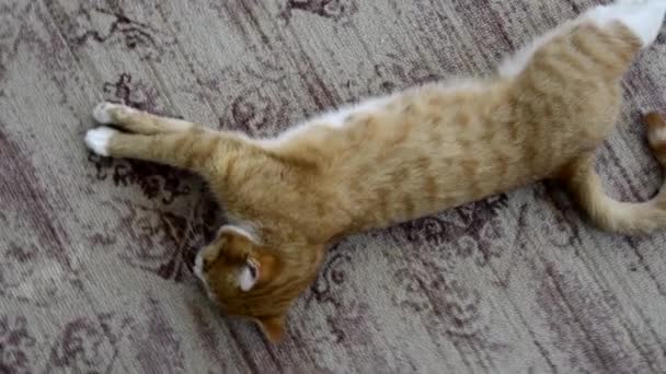 ジンジャー子猫は家のカーペットの上で寝ています。ペットはカーペットの上で休んでいる。猫は目を細めて. — ストック動画