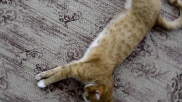 Ginger Kitten duerme en la alfombra de la casa. El gato estira y entrecerran los ojos. La mascota descansa sobre la alfombra.. — Vídeos de Stock