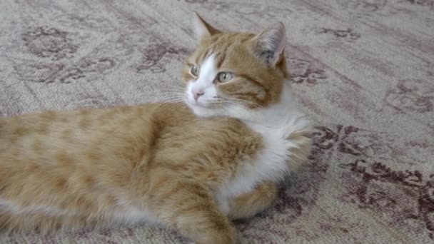 Ginger tabby kitten slaapt op het tapijt in het huis. Portret van een gemberkat van dichtbij. Home schattig huisdier rust op het tapijt. — Stockvideo