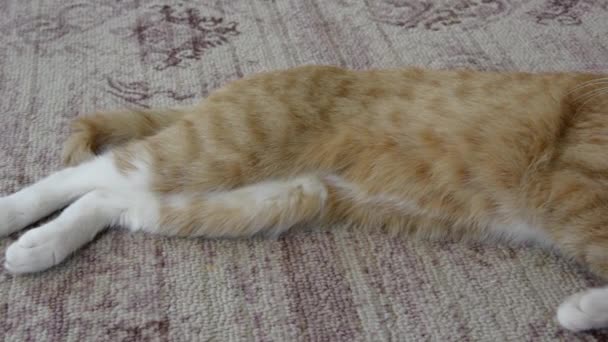 Ginger Tabbyová koťátko spí povalující se na koberci v domě. Domácí mazlíček odpočívá na koberci. Zázvorová kočka zblízka. — Stock video