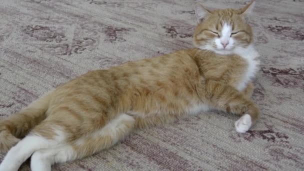 Thuis schattig huisdier rust op het tapijt. De gember tabby kitten is doezelen loungen op het tapijt. — Stockvideo
