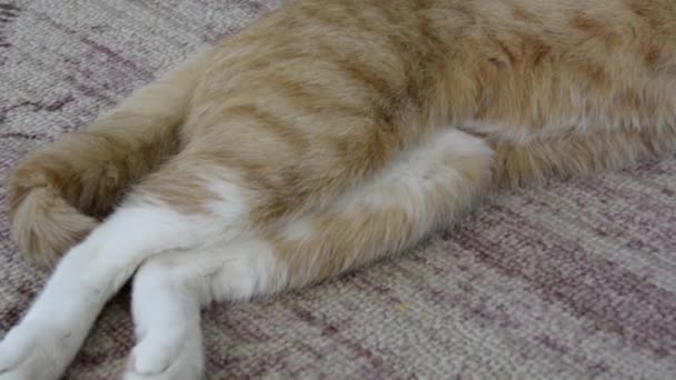 Egy vörös macska arcképe közelről. Otthon aranyos kisállat pihen a szőnyegen. A vörös cica a szőnyegen alszik a házban.. — Stock videók