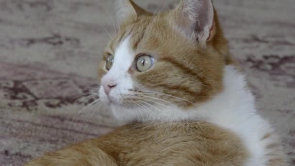 Portrét zázvorové kočky zblízka. Domácí mazlíček odpočívá na koberci. Ginger Tabby kotě spí na koberci v domě. — Stock video