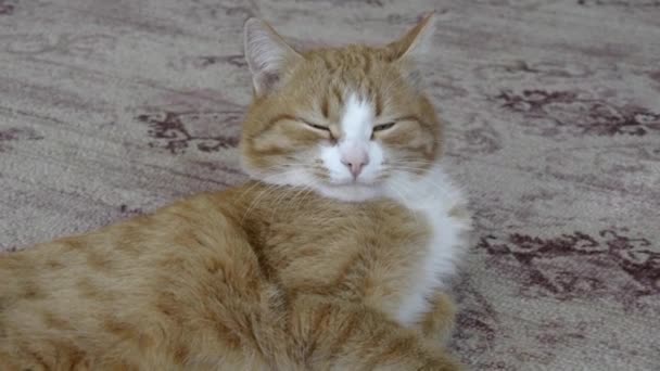 Egy vörös macska portréja. Otthon aranyos kisállat pihen a szőnyegen. A macska kinyújtja és hunyorítja a szemét. A vörös cica a szőnyegen alszik a házban.. — Stock videók