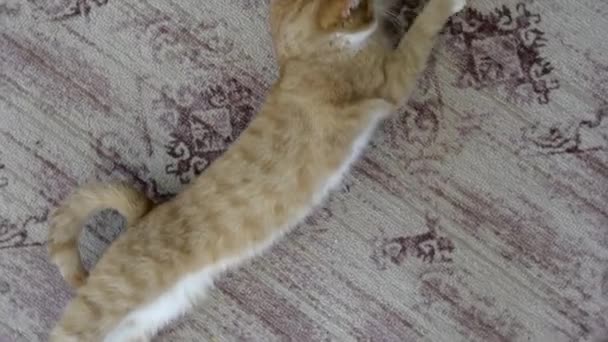 Alvó macskás kilátás. A kisállat a szőnyegen pihen. A macska kinyújtja és hunyorítja a szemét. A vörös cica a szőnyegen alszik a házban.. — Stock videók
