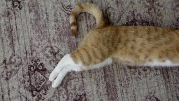 Sleeping cat top view. The pet is resting on the carpet. The cat stretches and squints his eyes. Ginger tabby kitten sleeps on the carpet in the house. — Stock Video