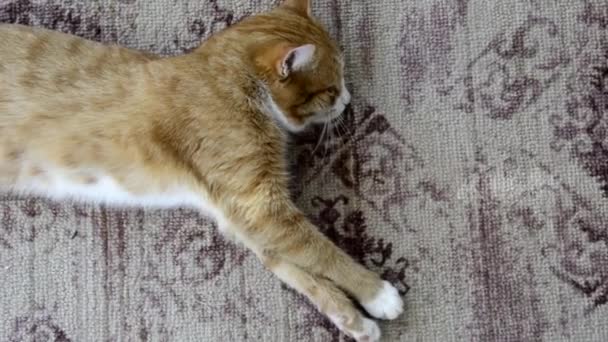 Slapende kat. De kat strekt zich uit en knijpt in zijn ogen. Het huisdier rust op het tapijt. Ginger kitten slaapt op het tapijt in het huis. — Stockvideo