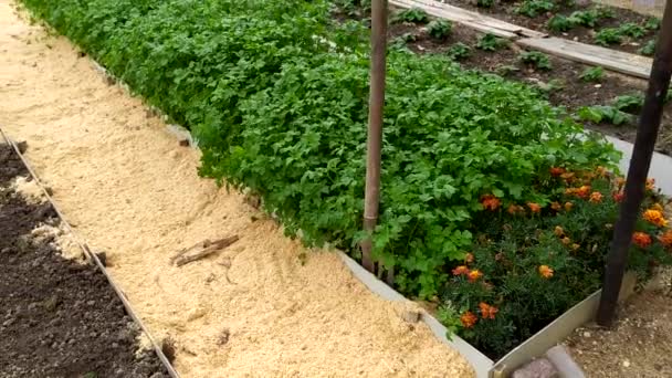 Glad lange bedden met groenten in het land in de zomer en het voorjaar. Tuinbedden in de buurt van het huis. De groeven tussen de bedden zijn bedekt met zaagsel. — Stockvideo