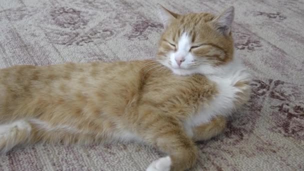 Kočka se protáhne a přimhouří oči. Ginger kotě spí na koberci v domě. Mazlíček odpočívá na koberci.. — Stock video