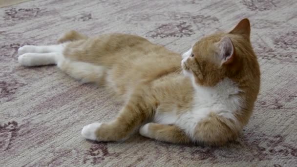 De kat strekt zich uit en knijpt in zijn ogen. Het huisdier rust op het tapijt. Ginger kitten slaapt op het tapijt in het huis. — Stockvideo